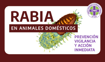 Rabia